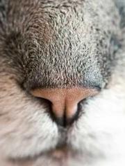 Grandpa Fuapos;s Ful