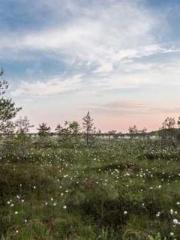 The Imperial Concubi