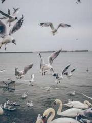 The young masterapos