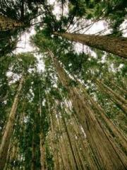 lt;Diga: From Jetton