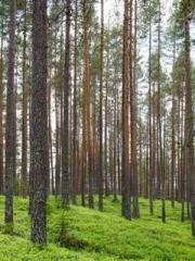 Reborn in the Apocal