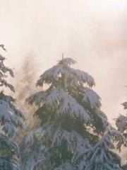 Rebirth as a Court A