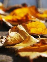 The Realm of the Dao