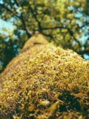 Fāng Chénlín Xuěyán