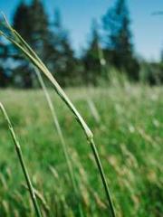 The Apothecaryapos;s